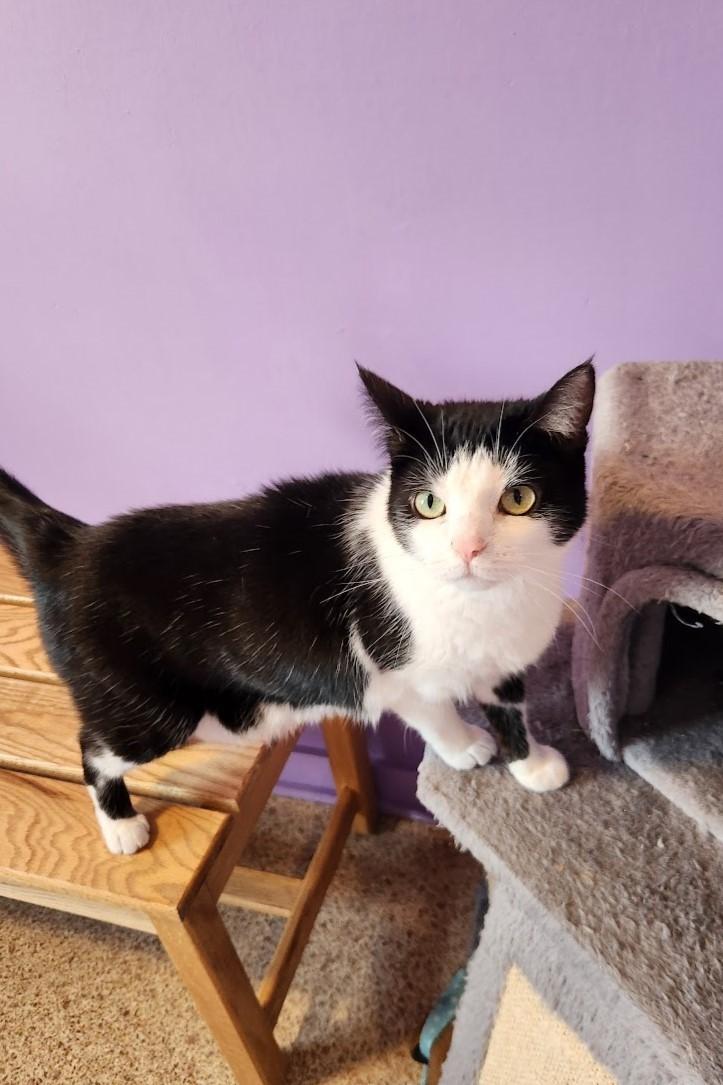 Pepper, ADOPTABLE, Adult Female Domestic Short Hair.