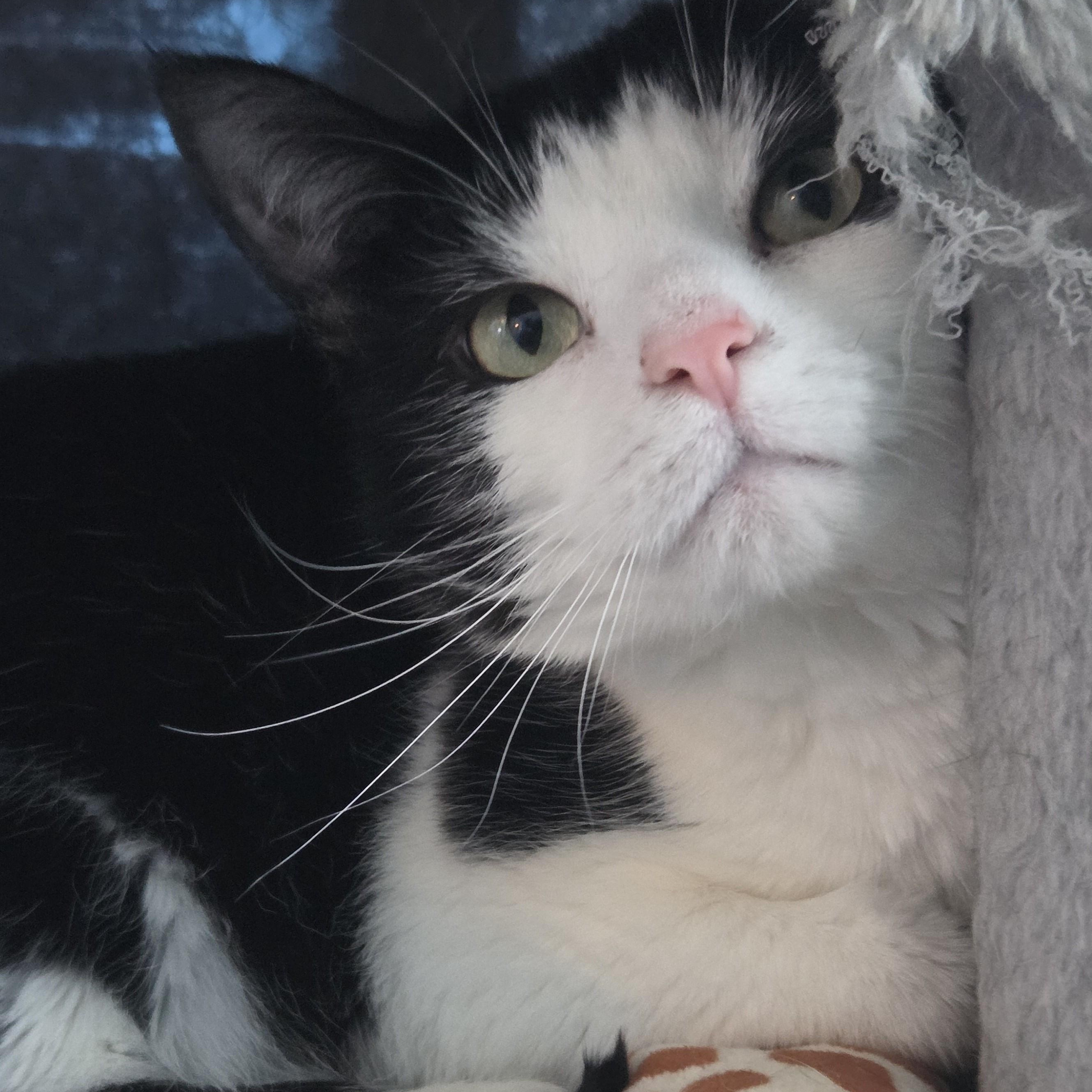 Enlarge Pepper, a ADOPTABLE Domestic Short Hair in Elizabeth, IL image 1/4