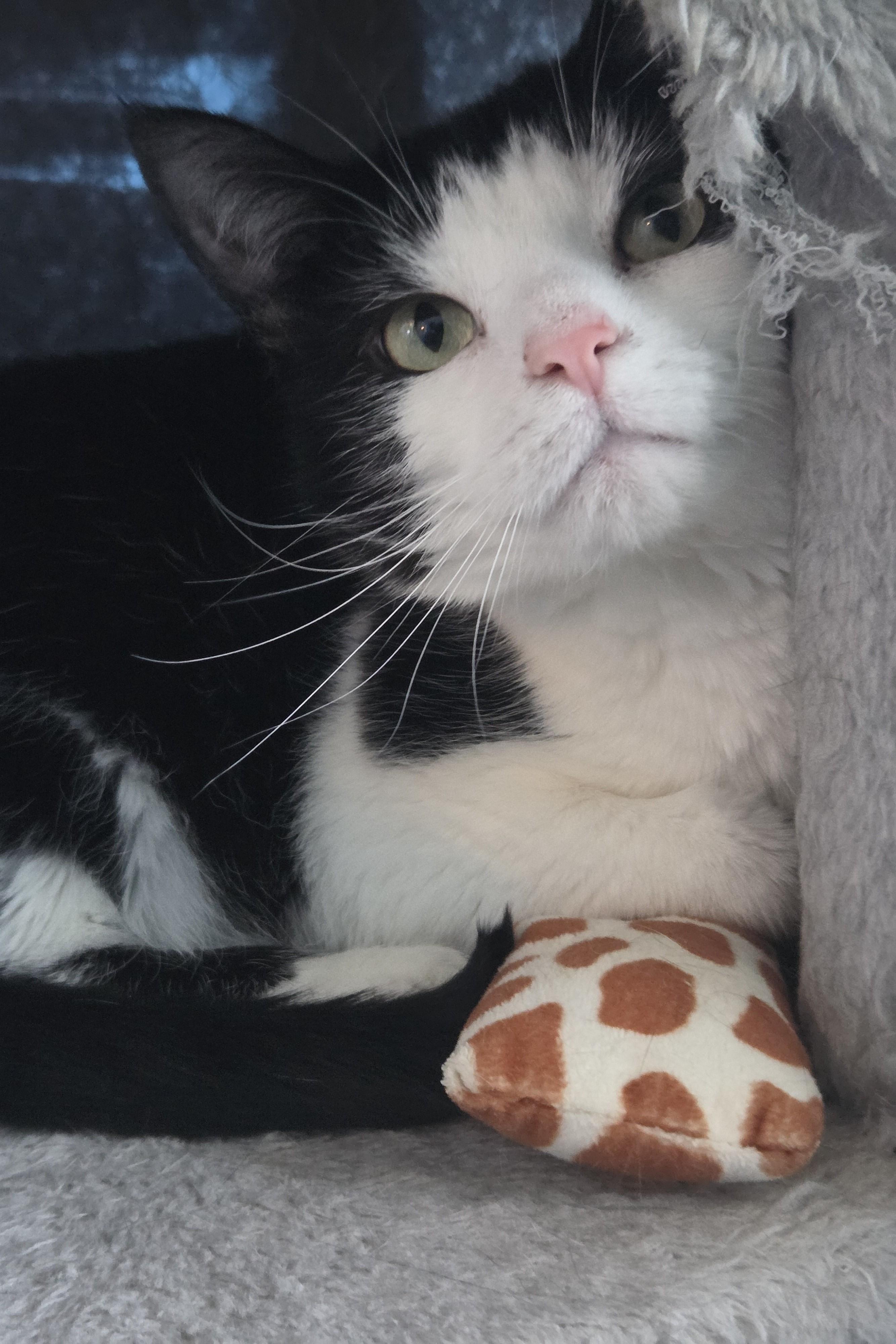 Enlarge Pepper, a ADOPTABLE Domestic Short Hair in Elizabeth, IL image 3/4