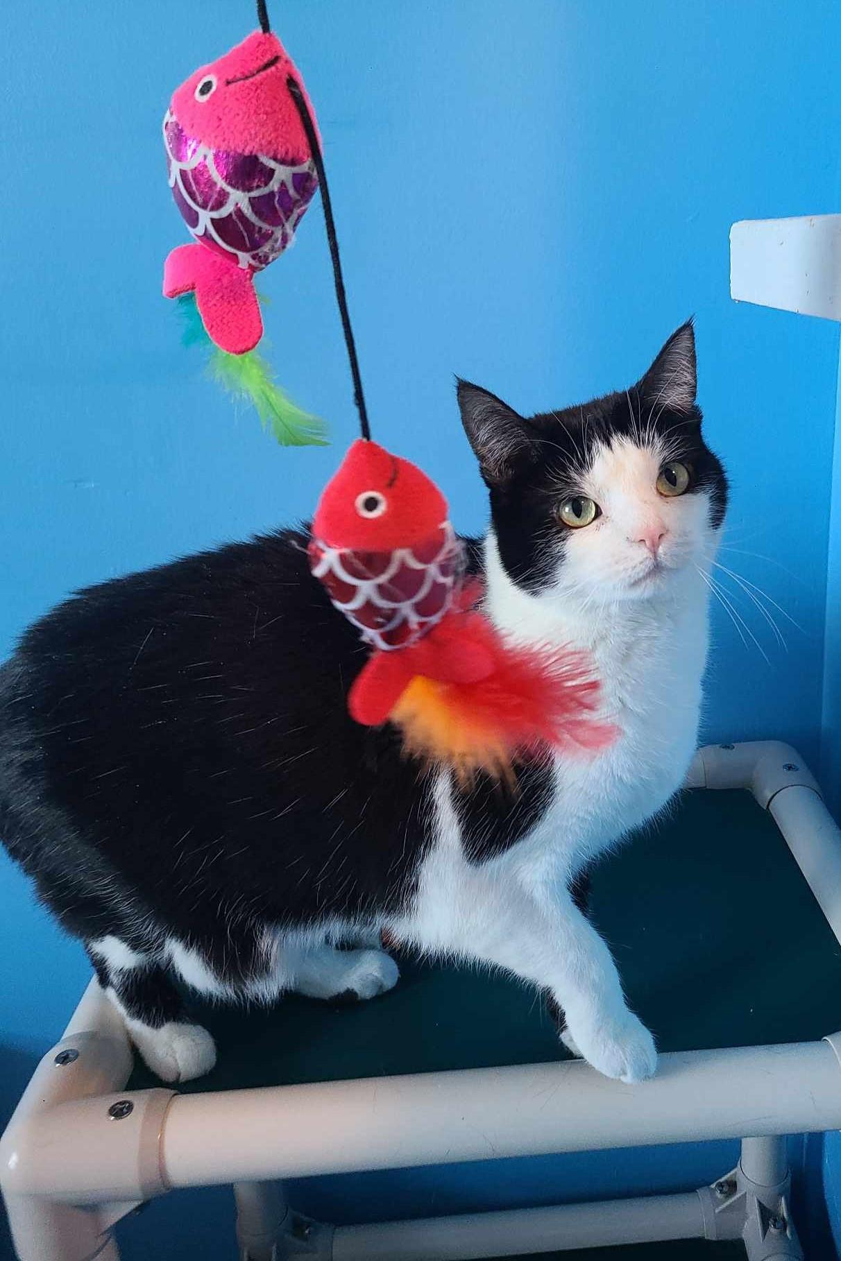 Enlarge Pepper, a ADOPTABLE Domestic Short Hair in Elizabeth, IL image 4/4