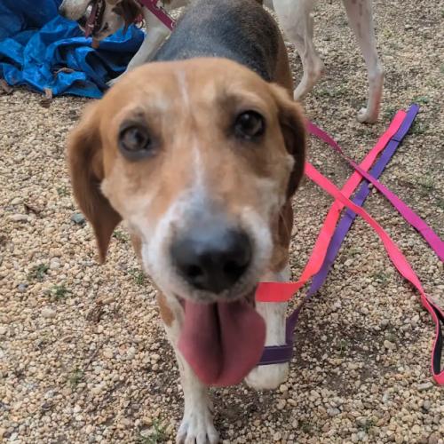 Evangeline, Adoptable, Young Female Hound & Mixed Breed.