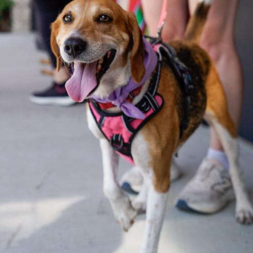 Evangeline, Adoptable, Young Female Hound & Mixed Breed.