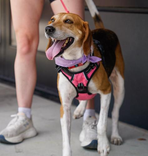 Enlarge Evangeline, a Adoptable mixed breed in Washington DC, DC image 2/6