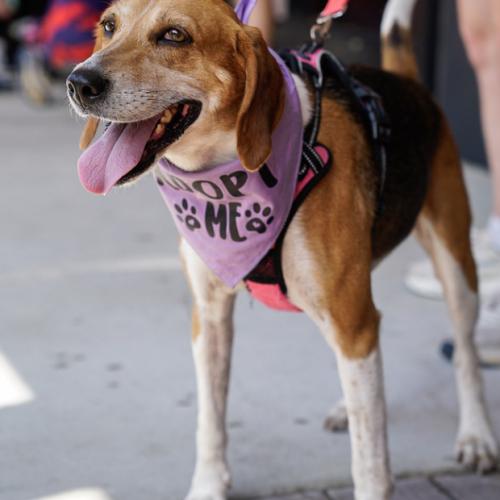 Enlarge Evangeline, a Adoptable mixed breed in Washington DC, DC image 3/6