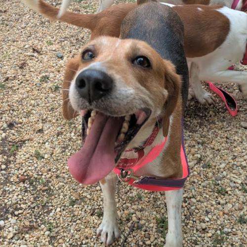 Enlarge Evangeline, a Adoptable mixed breed in Washington DC, DC image 4/6