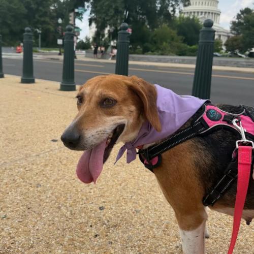 Enlarge Evangeline, a Adoptable mixed breed in Washington DC, DC image 4/6