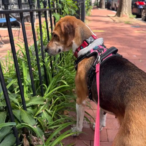 Enlarge Evangeline, a Adoptable mixed breed in Washington DC, DC image 5/6