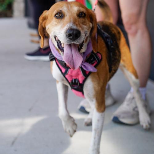 Enlarge Evangeline, a Adoptable mixed breed in Washington DC, DC image 6/6