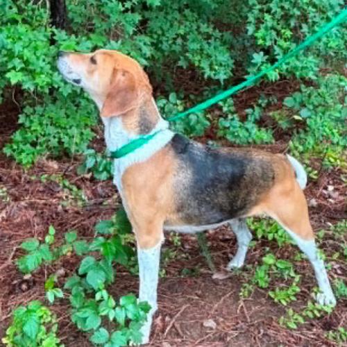 Enlarge Evangeline, a Adoptable mixed breed in Washington DC, DC image 6/6