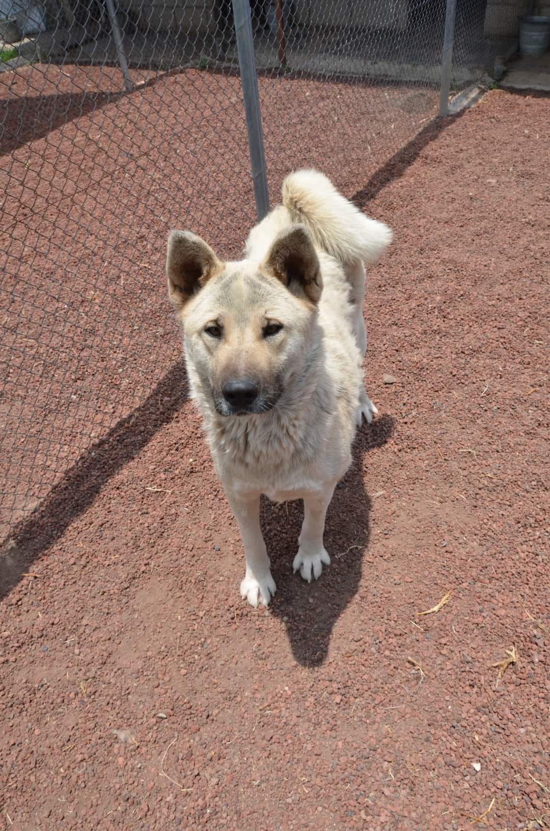 Enlarge Kira, a Adoptable Mixed Breed in London, ON image 1/6