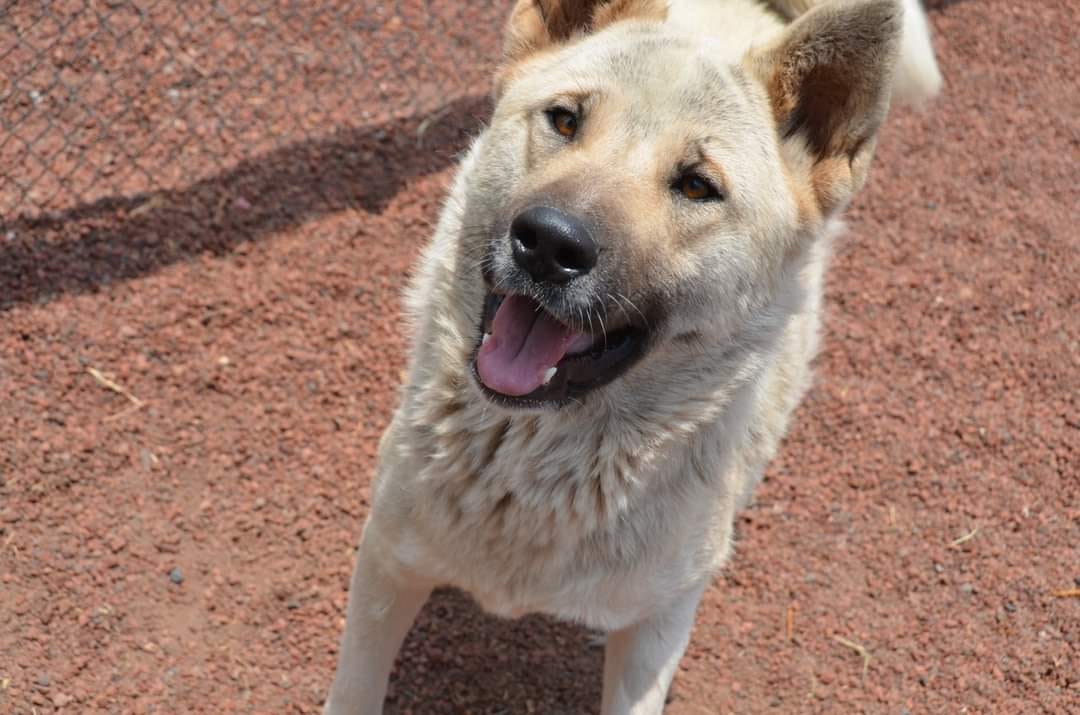 Enlarge Kira, a Adoptable Mixed Breed in London, ON image 2/6