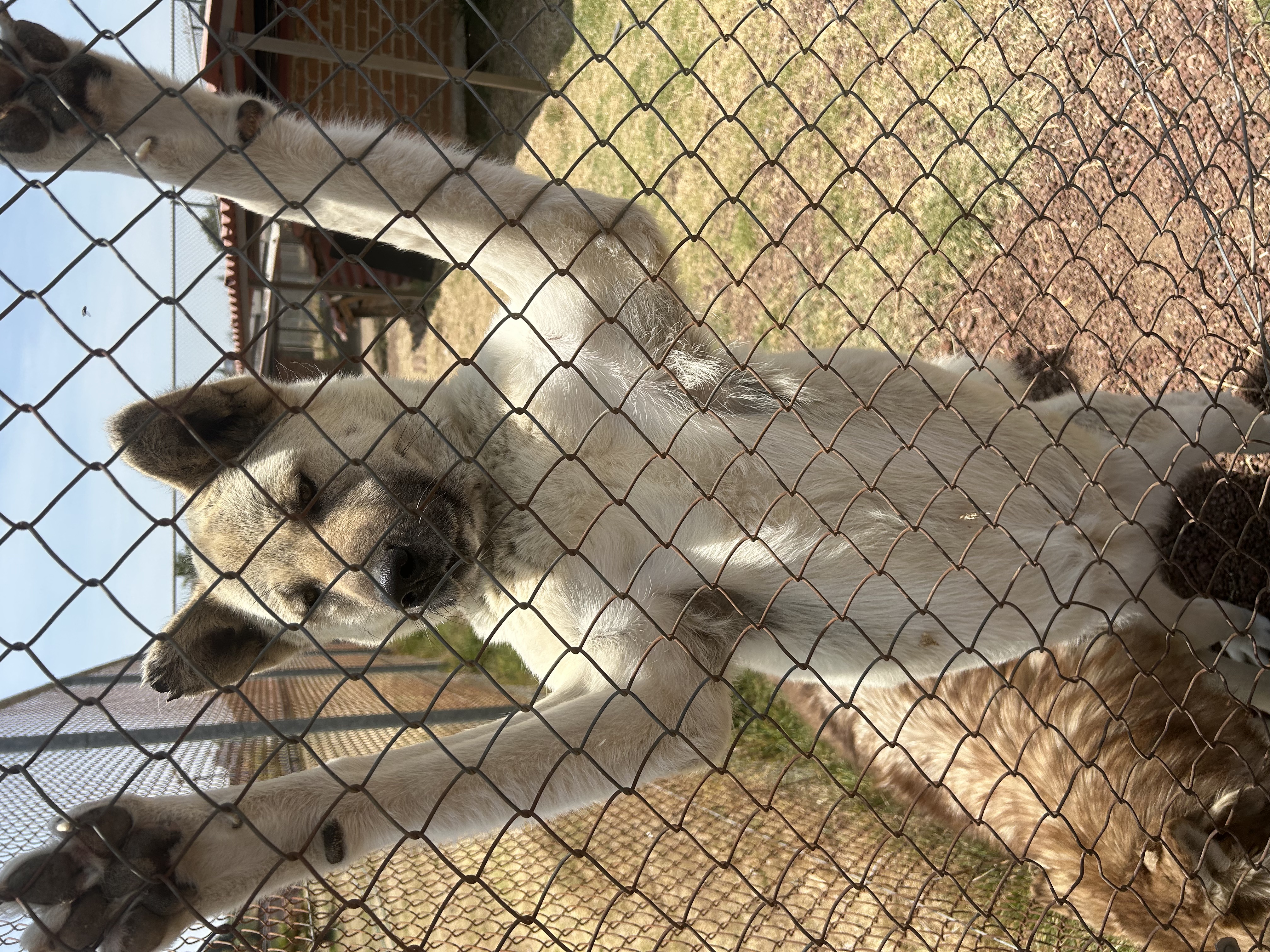 Enlarge Kira, a Adoptable Mixed Breed in London, ON image 3/6