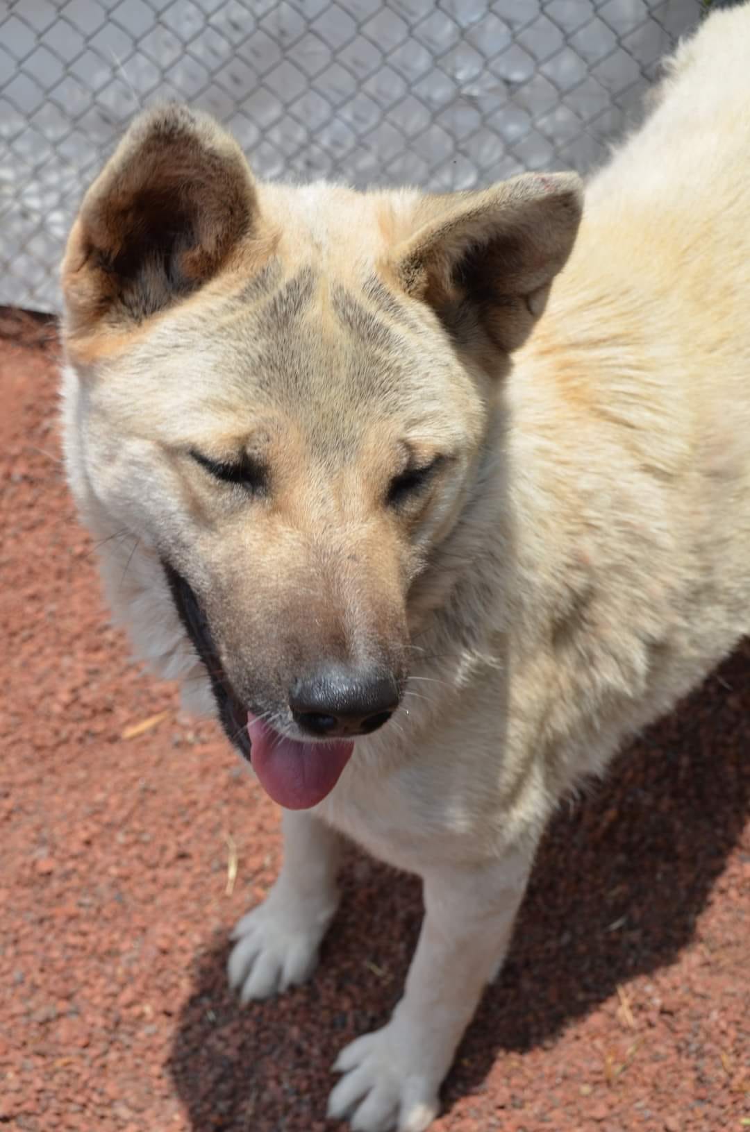 Enlarge Kira, a Adoptable Mixed Breed in London, ON image 4/6