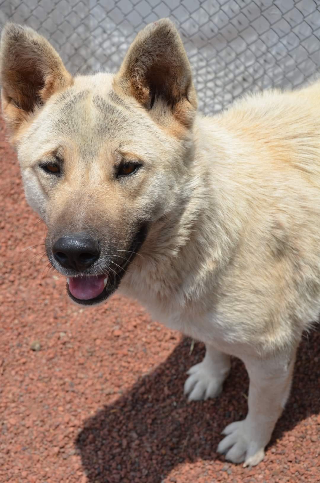 Enlarge Kira, a Adoptable Mixed Breed in London, ON image 5/6