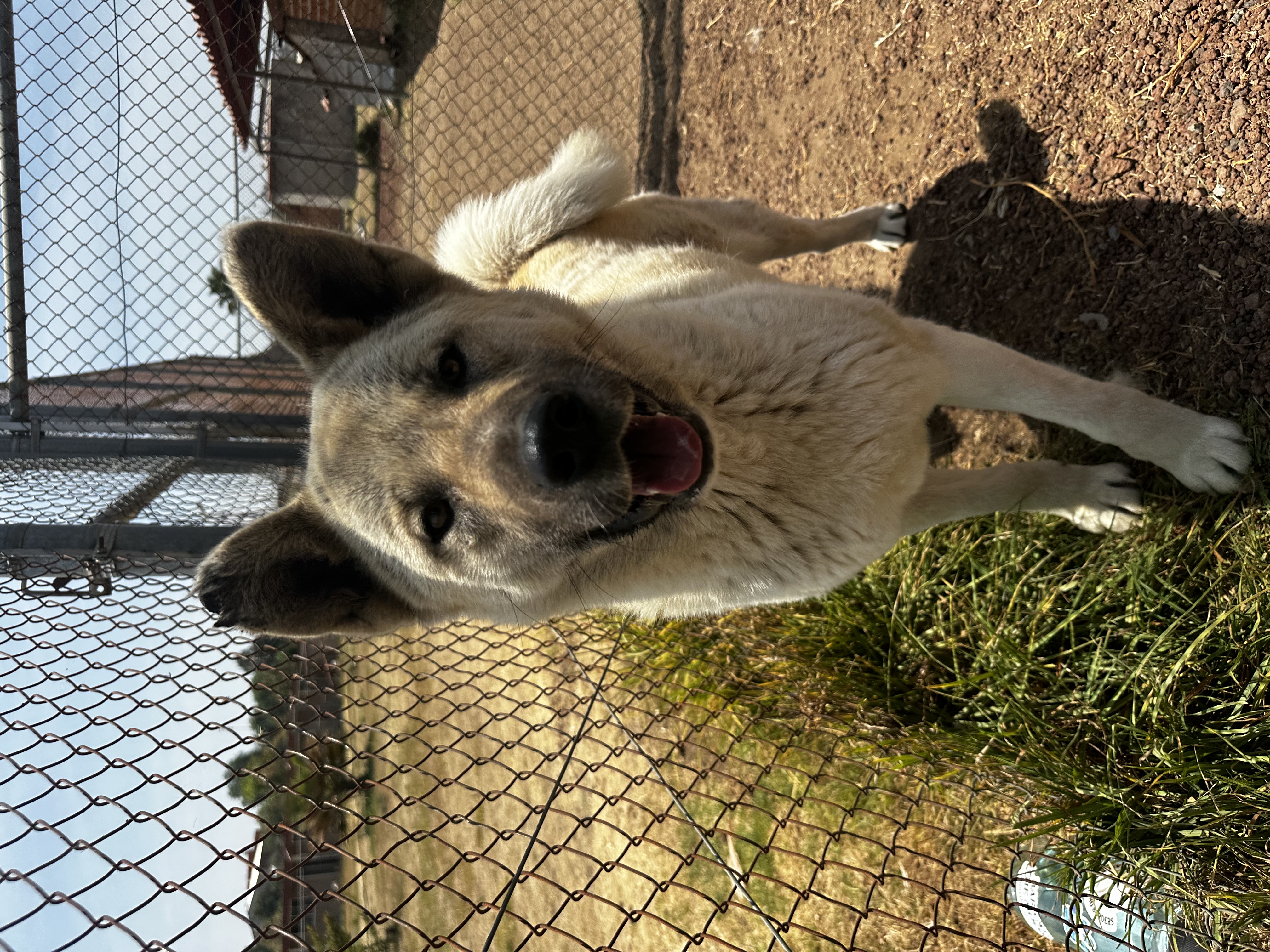Enlarge Kira, a Adoptable Mixed Breed in London, ON image 6/6