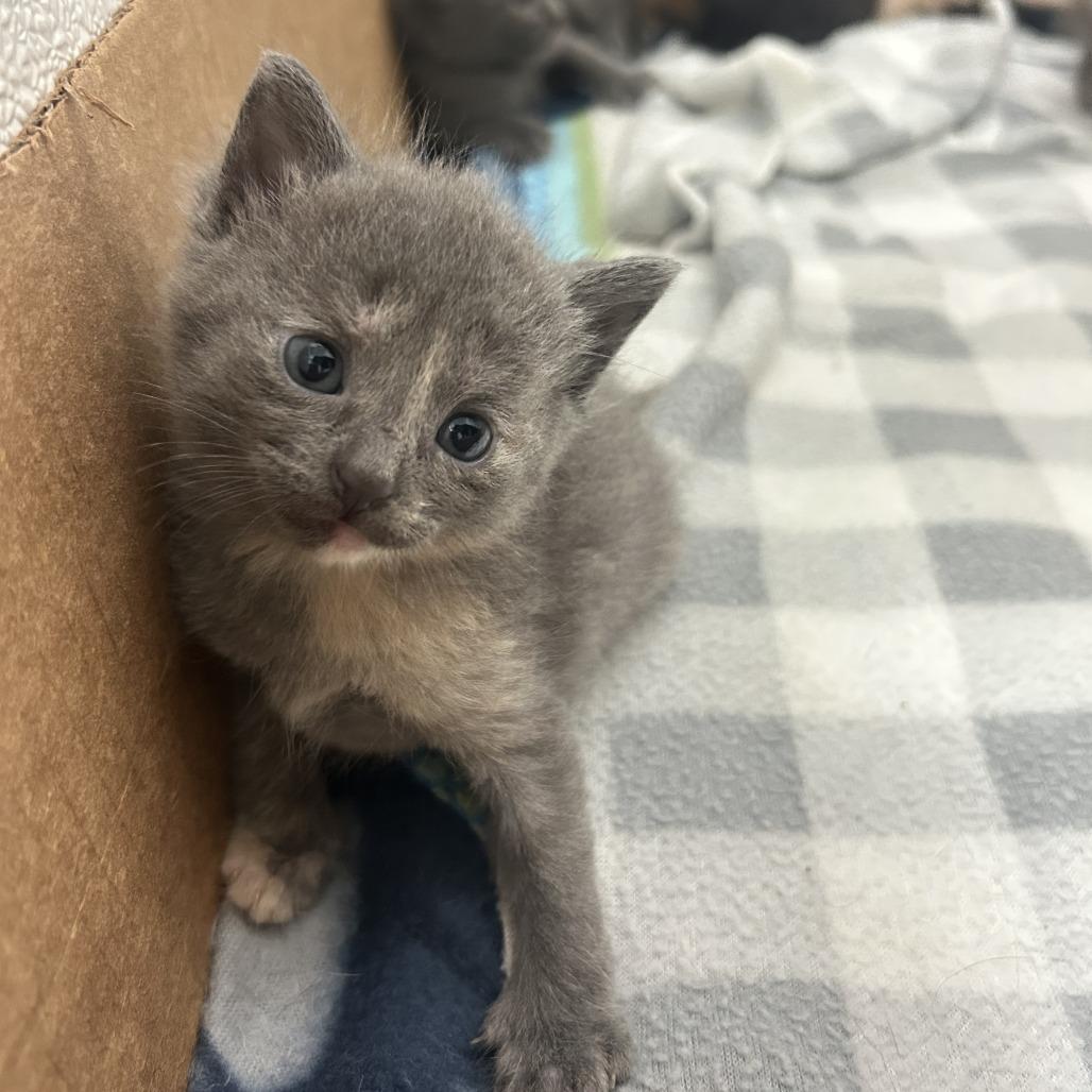 Posie, Adoptable, Kitten Female Domestic Short Hair.