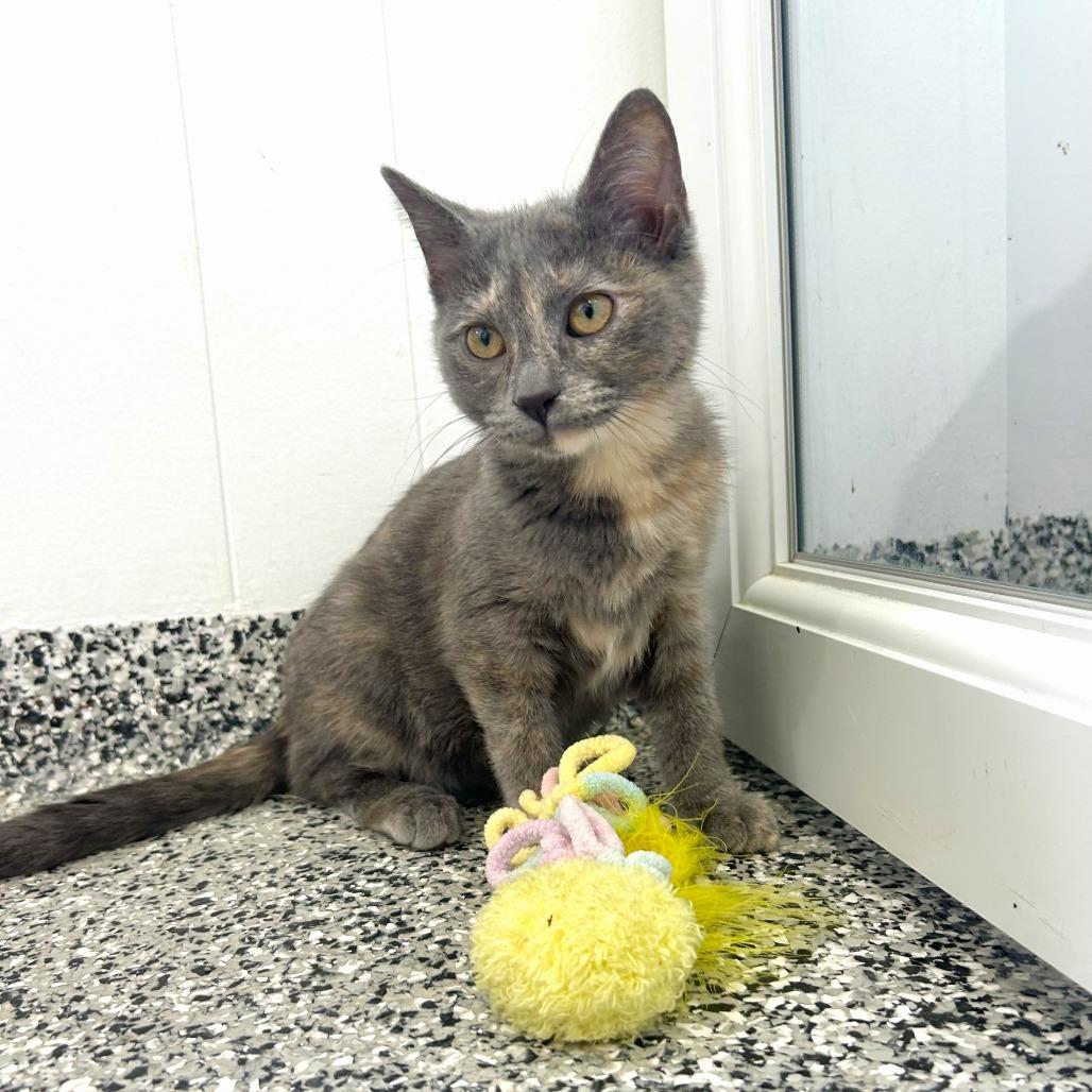Posie, a Adoptable Domestic Short Hair in St. Louis, MO image 2/6