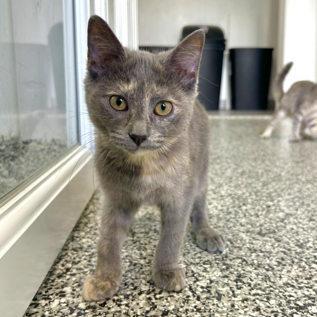Posie, a Adoptable Domestic Short Hair in St. Louis, MO image 3/6