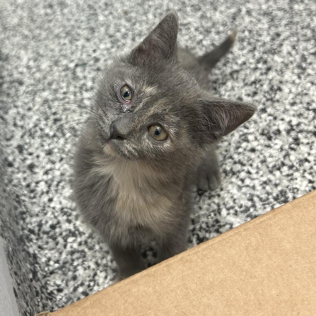 Posie, a Adoptable Domestic Short Hair in St. Louis, MO image 4/6