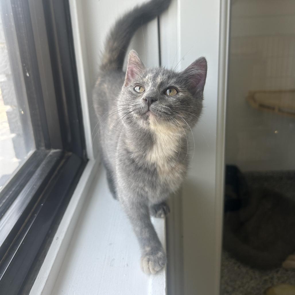 Posie, a Adoptable Domestic Short Hair in St. Louis, MO image 5/6