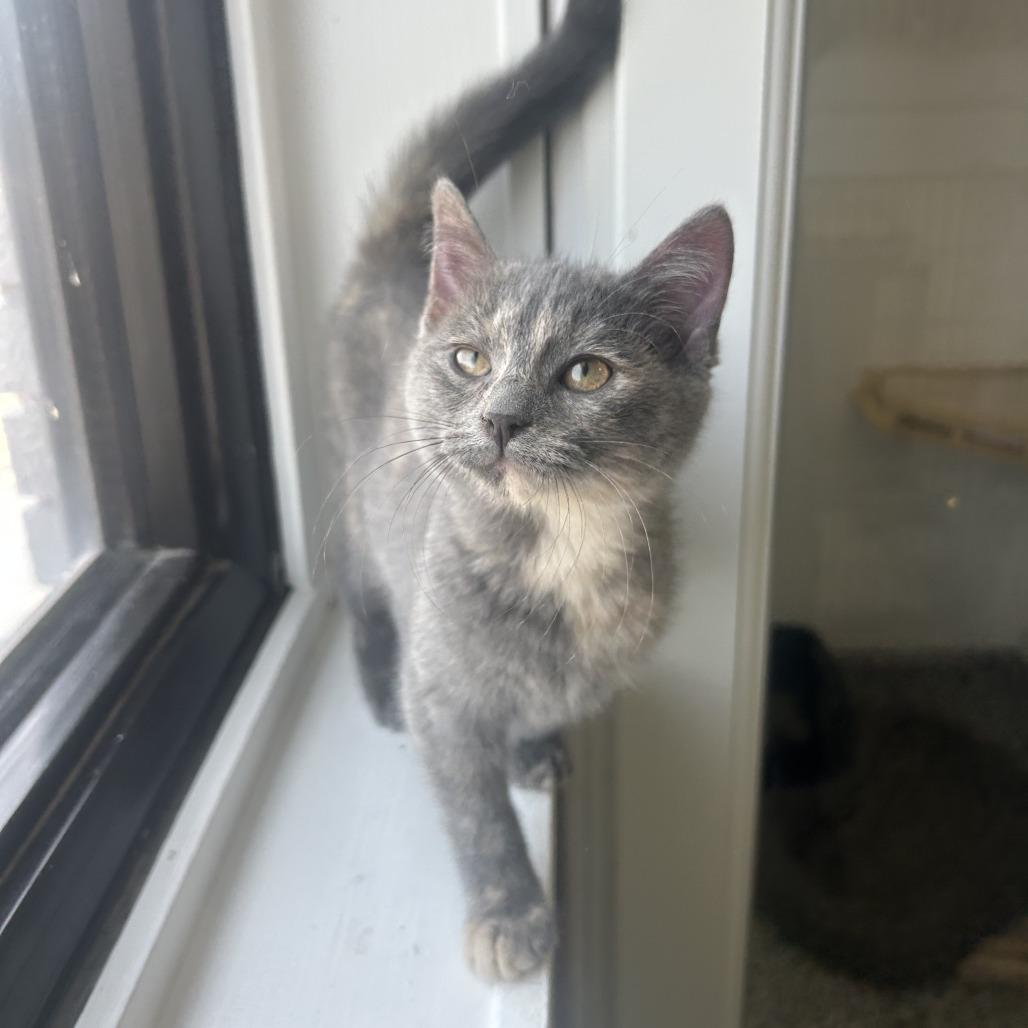 Posie, a Adoptable Domestic Short Hair in St. Louis, MO image 6/6