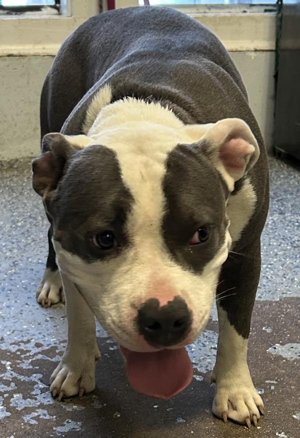 Enlarge Morgan (rn), a Adoptable mixed breed in Mobile, AL image 1/1
