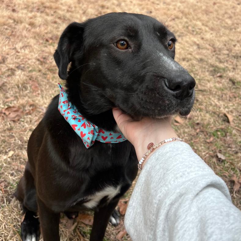 Enlarge Captain Crunch (Captain), a Adoptable Mixed Breed in Raleigh, NC image 1/6