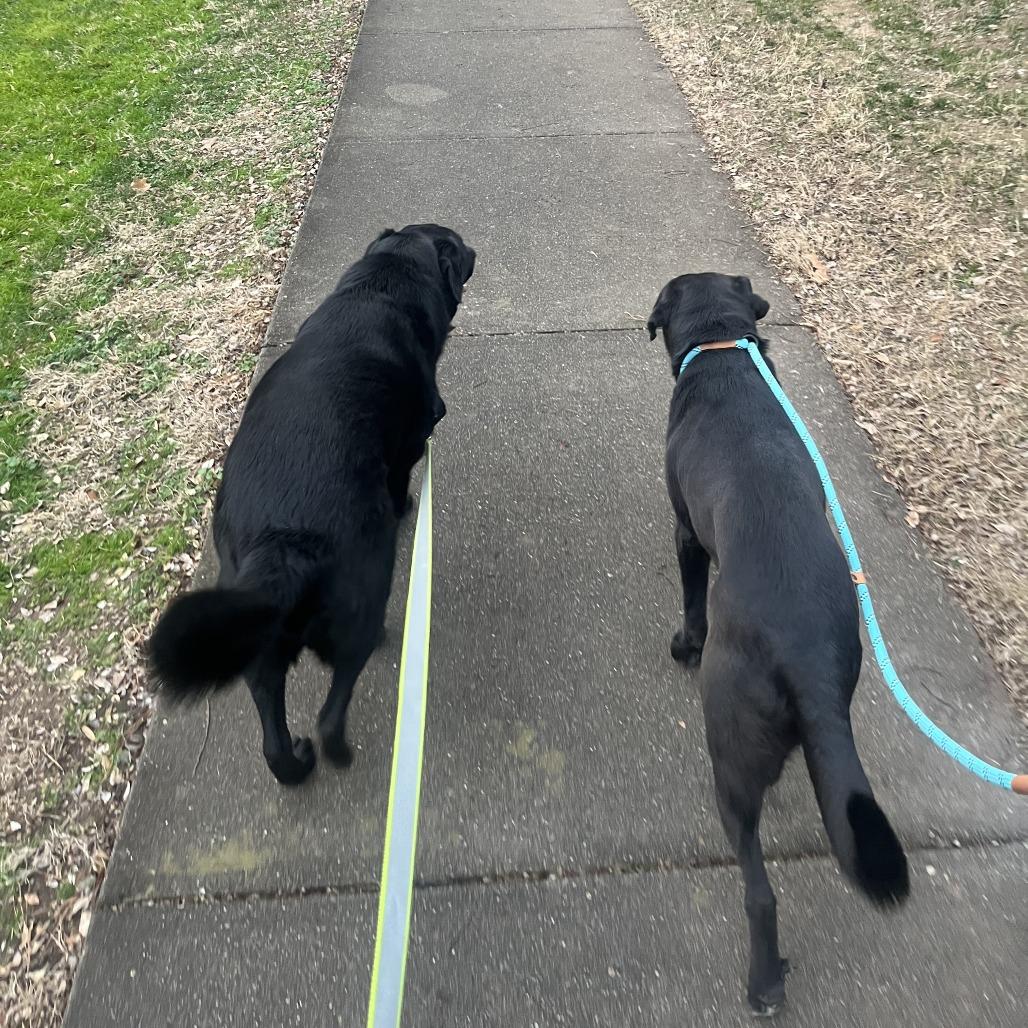 Enlarge Captain Crunch (Captain), a Adoptable Mixed Breed in Raleigh, NC image 2/6