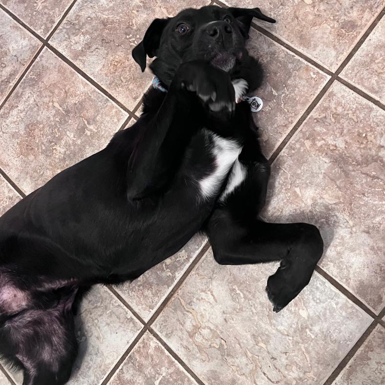 Enlarge Captain Crunch (Captain), a Adoptable Mixed Breed in Raleigh, NC image 3/6