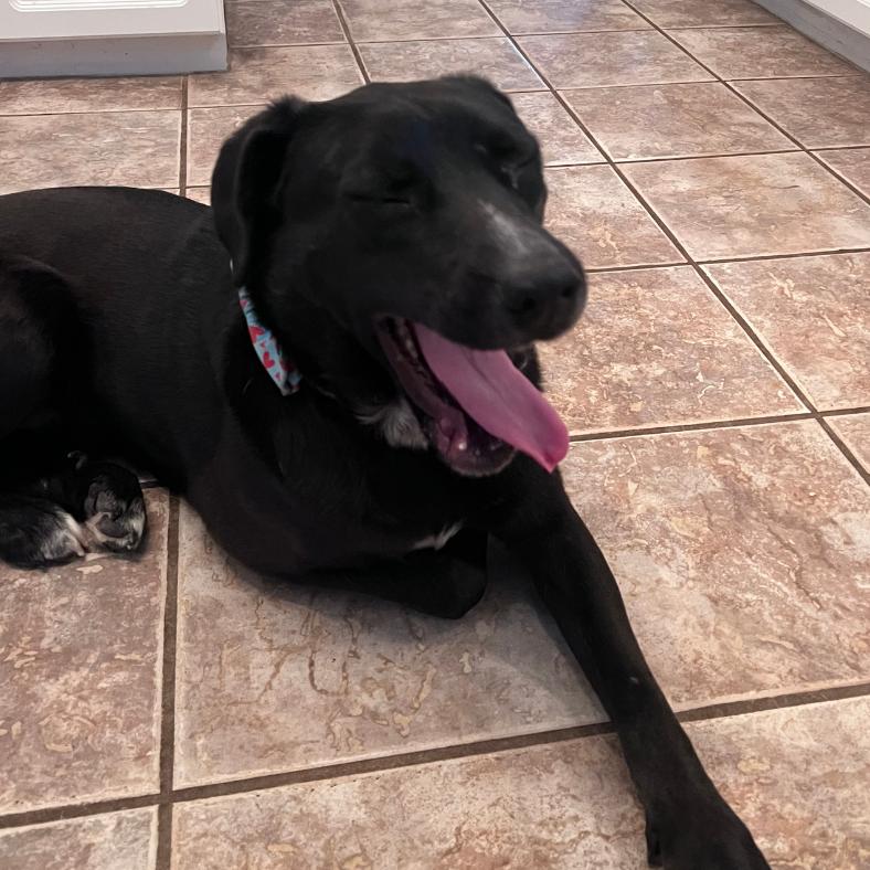 Enlarge Captain Crunch (Captain), a Adoptable Mixed Breed in Raleigh, NC image 4/6