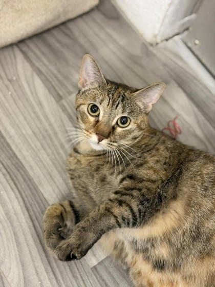Malibu, Adoptable, Kitten Female Domestic Short Hair & Domestic Short Hair.