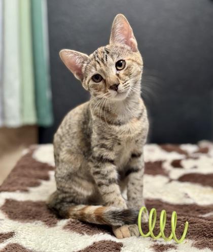 Enlarge Malibu, a Adoptable mixed breed in Visalia, CA image 2/3