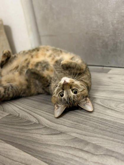 Enlarge Malibu, a Adoptable mixed breed in Visalia, CA image 3/3