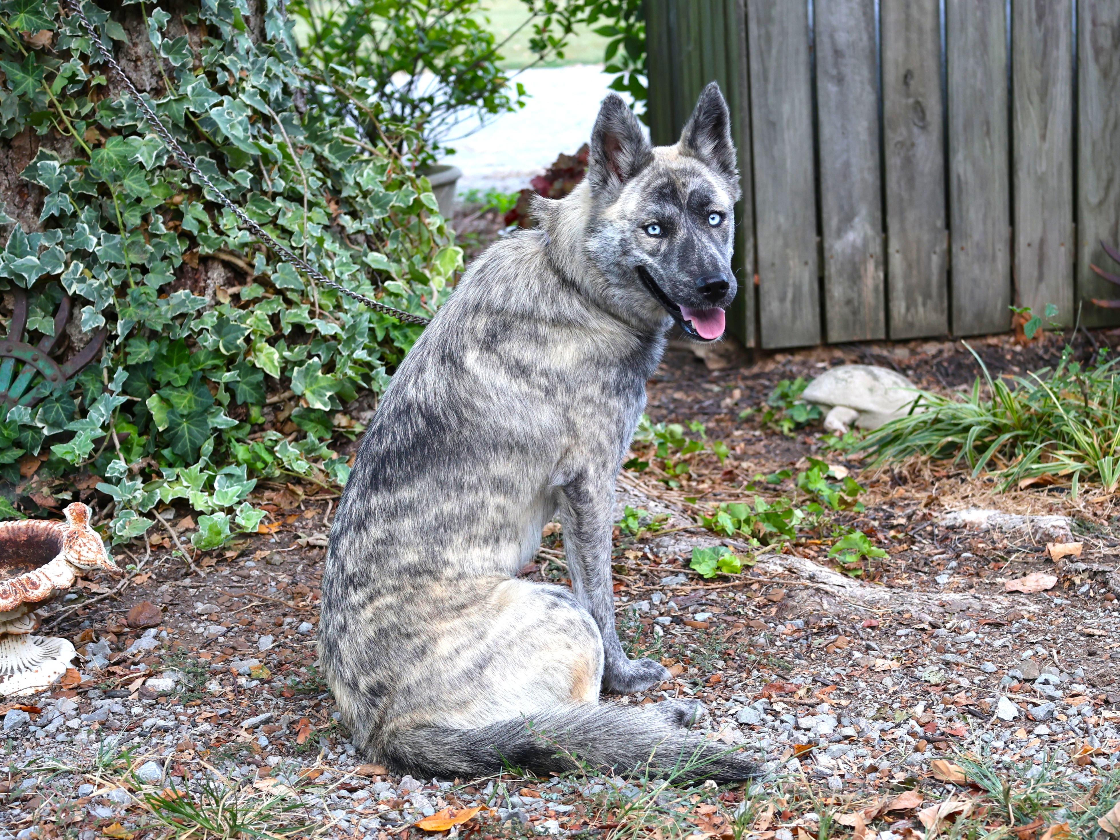 Enlarge BRIDGET, a Adoptable mixed breed in Newburgh, NY image 4/6