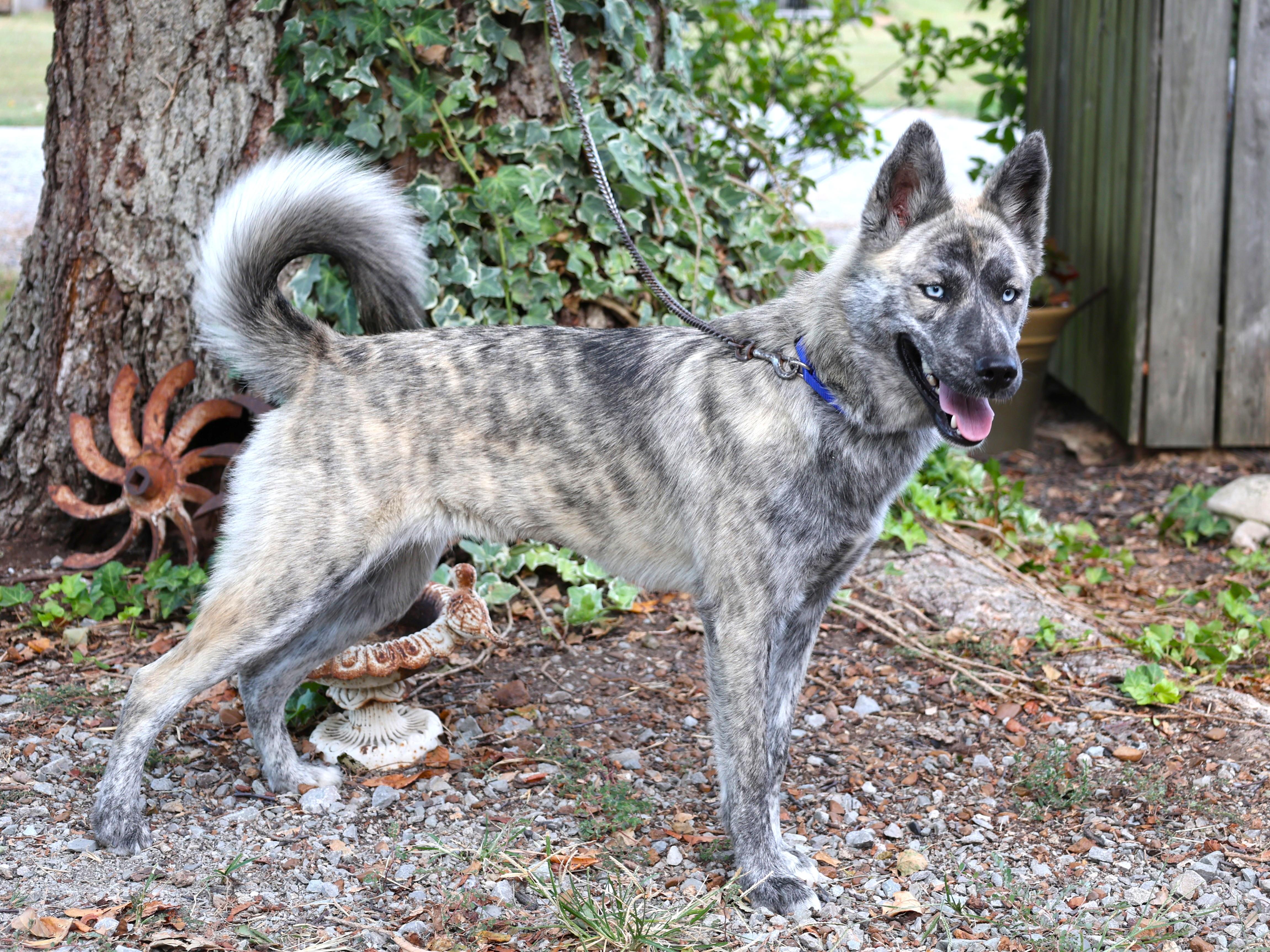 Enlarge BRIDGET, a Adoptable mixed breed in Newburgh, NY image 6/6