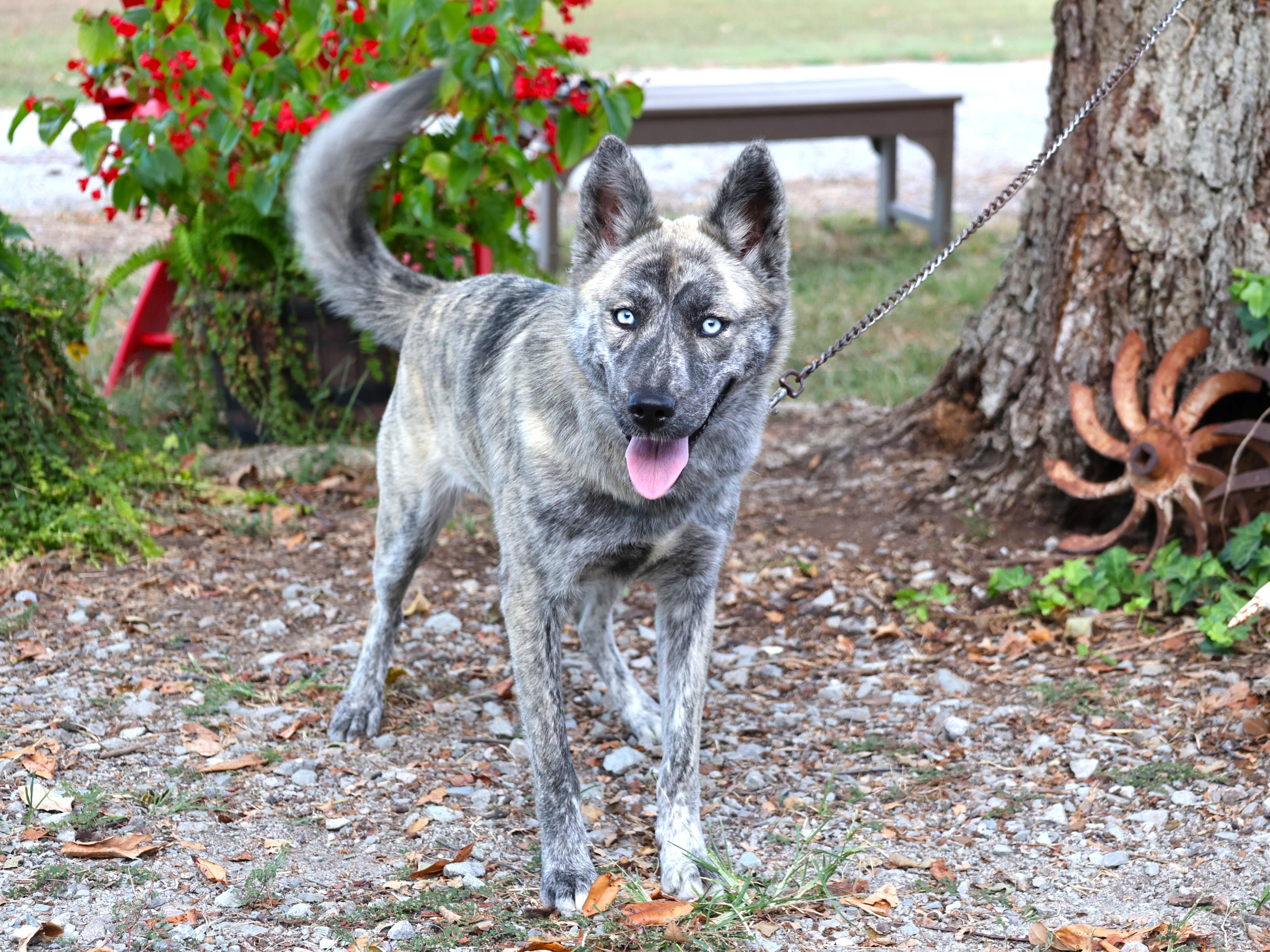 Enlarge BRIDGET, a Adoptable mixed breed in Newburgh, NY image 2/6