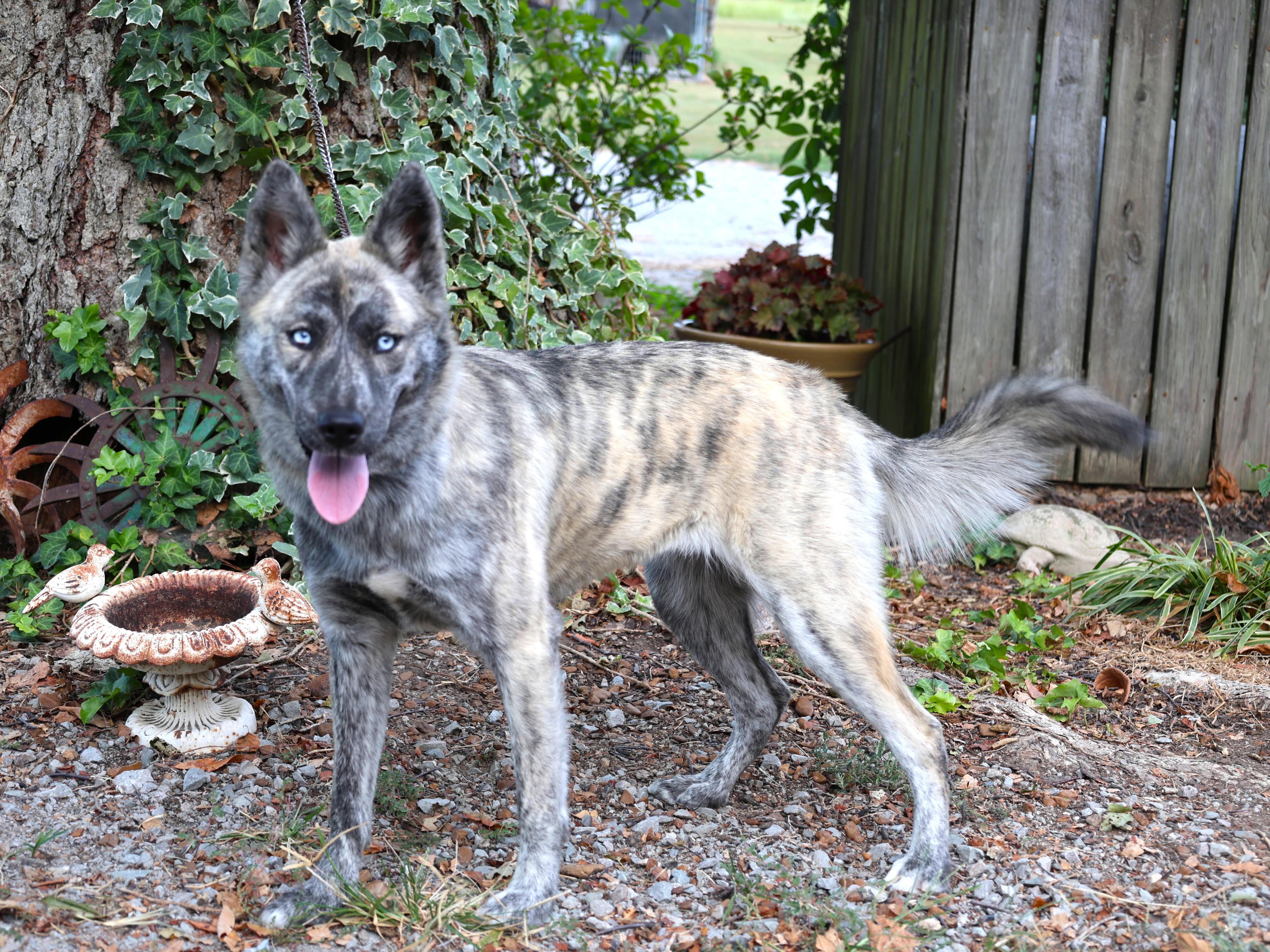 BRIDGET, Adoptable, Adult Female Husky.