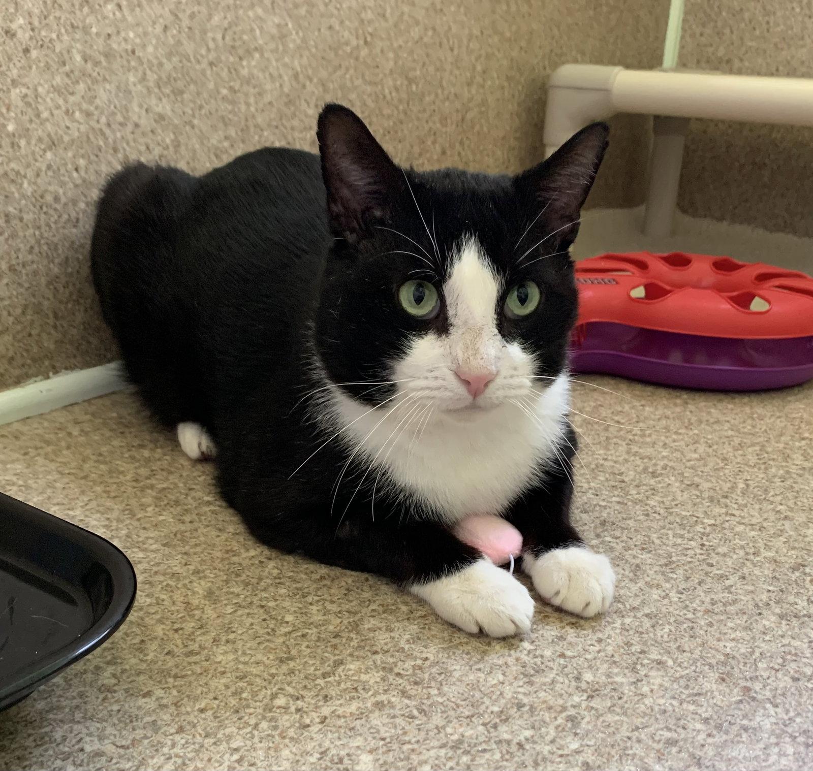 Usher, Adoptable, Adult Male Domestic Short Hair & Tuxedo.