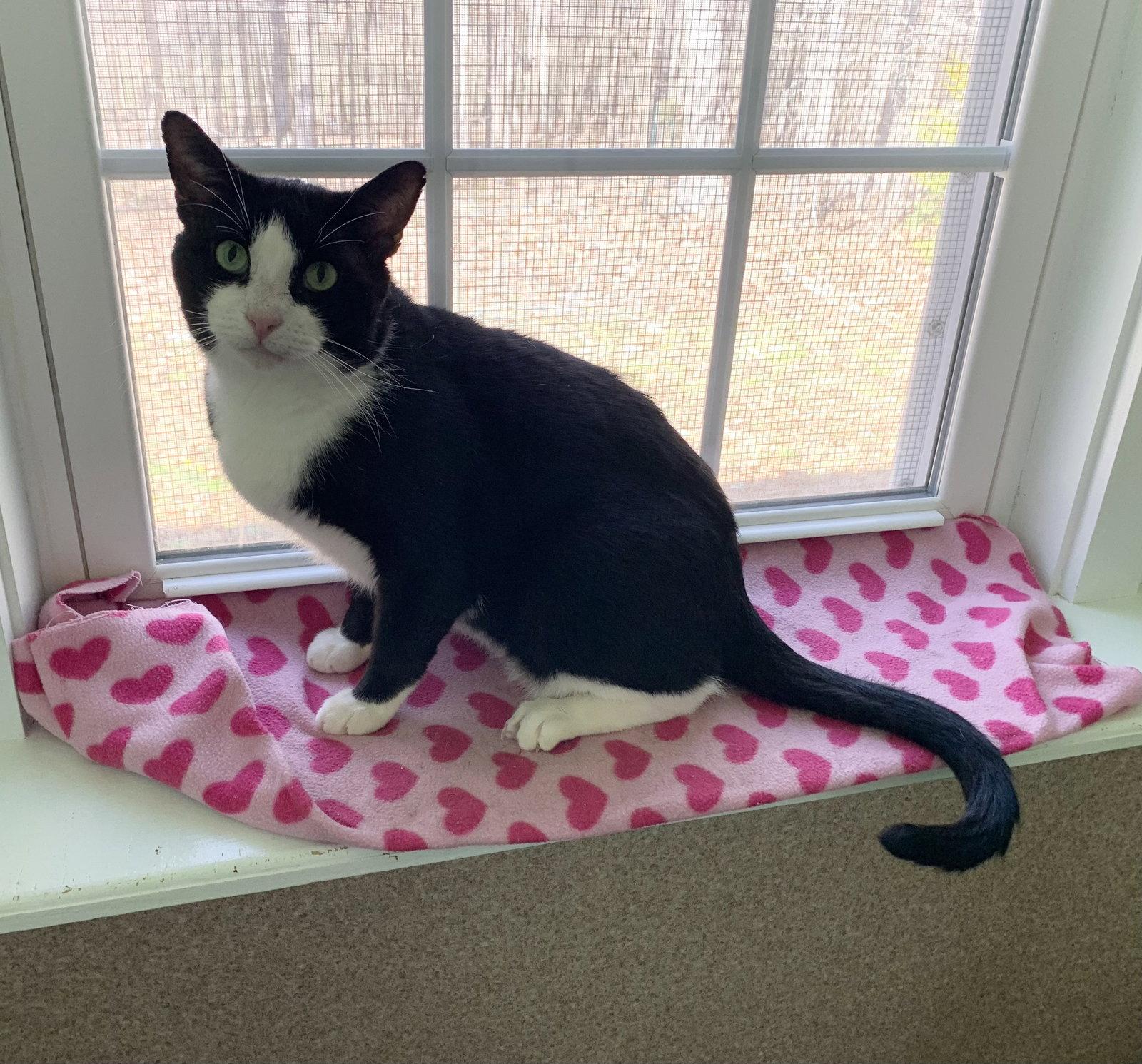 Enlarge Usher, a Adoptable mixed breed in Mc Cormick, SC image 2/3