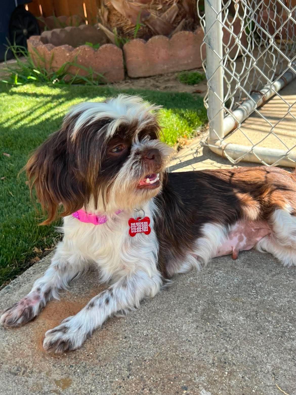 Peaches, an adopted Shih Tzu in Roseville, CA image 3/4