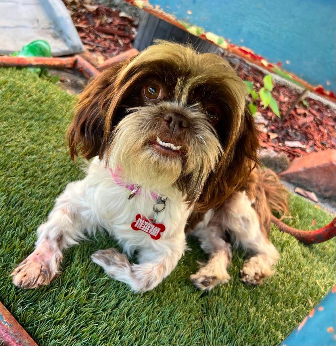 Peaches, an adopted Shih Tzu in Roseville, CA image 1/4