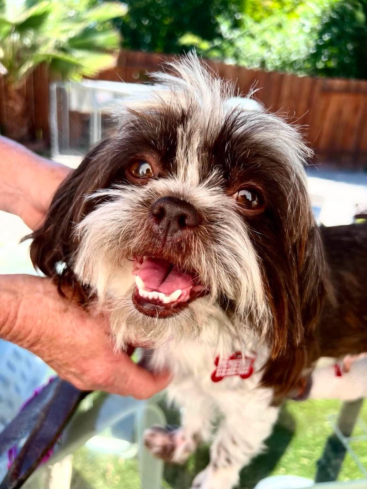 Peaches, an adopted Shih Tzu in Roseville, CA image 2/4