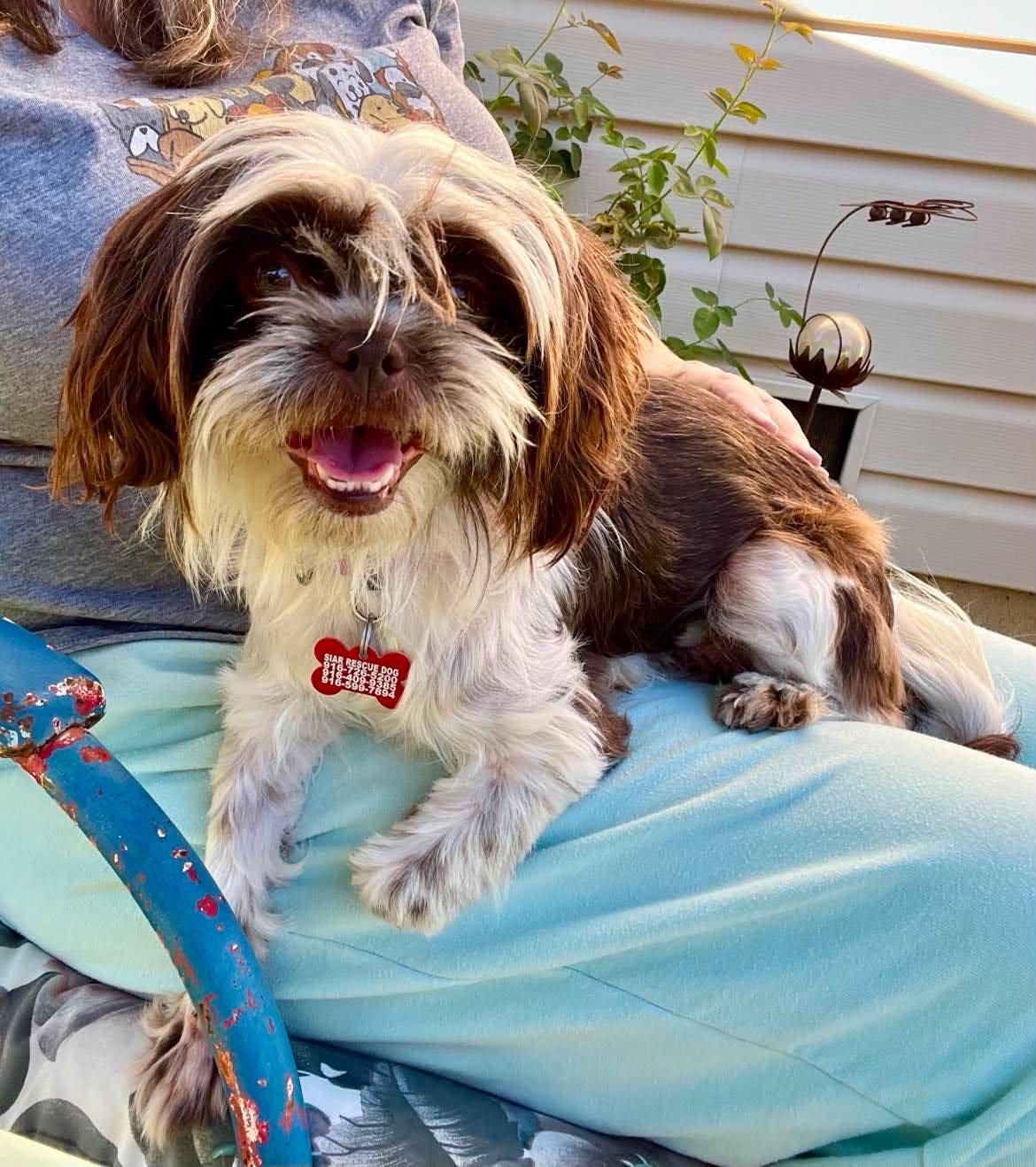 Peaches, an adopted Shih Tzu in Roseville, CA image 4/4