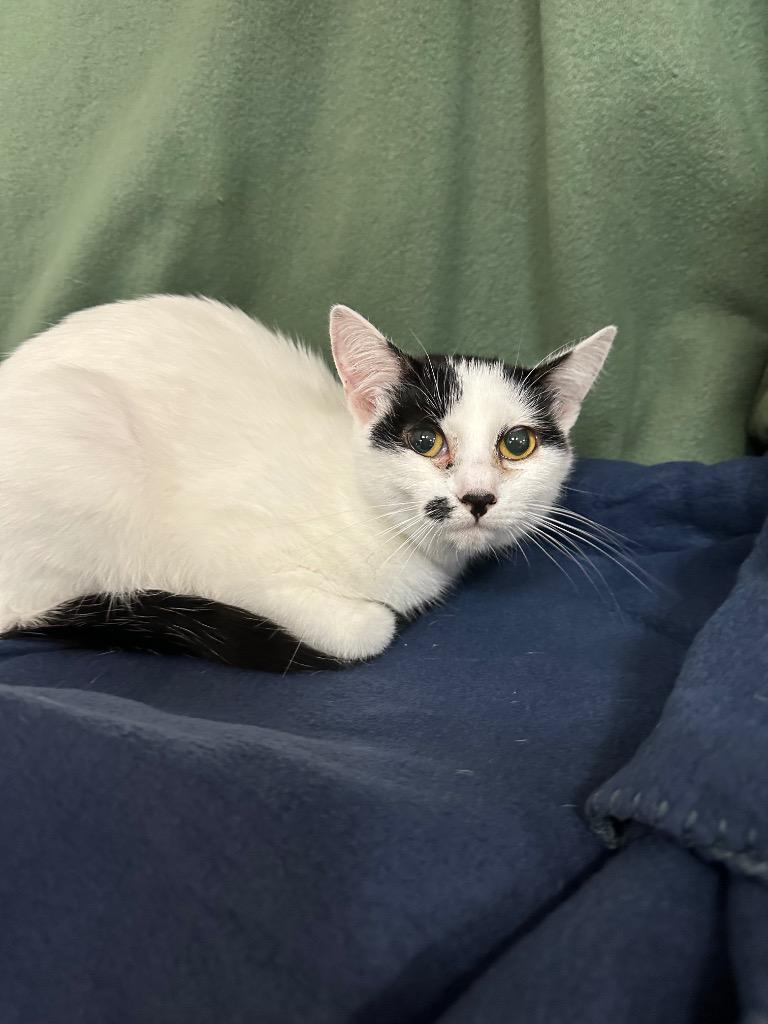 Zaya, Adoptable, Young Female Domestic Short Hair.