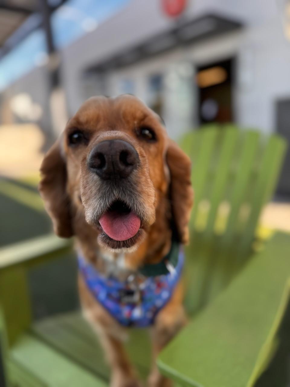 Enlarge V-Luna, a Adopted Cocker Spaniel in Gilbert, AZ image 3/3