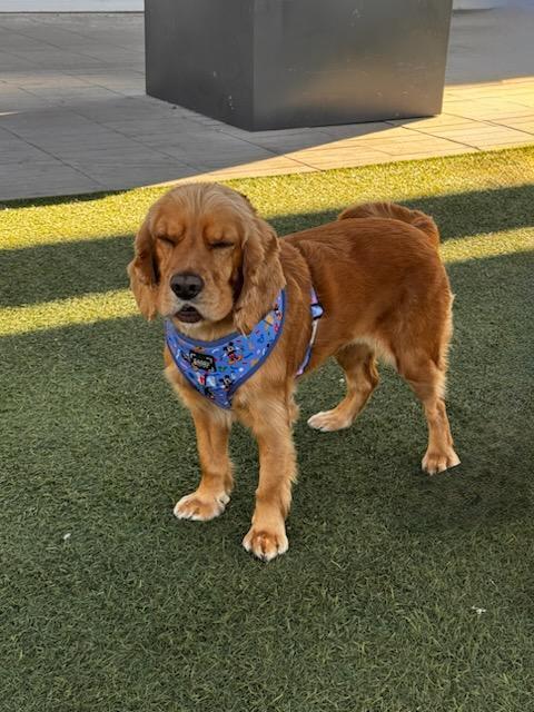 Enlarge V-Luna, a Adopted Cocker Spaniel in Gilbert, AZ image 2/3
