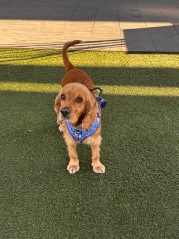 V-Luna, Adopted, Young Female Cocker Spaniel.