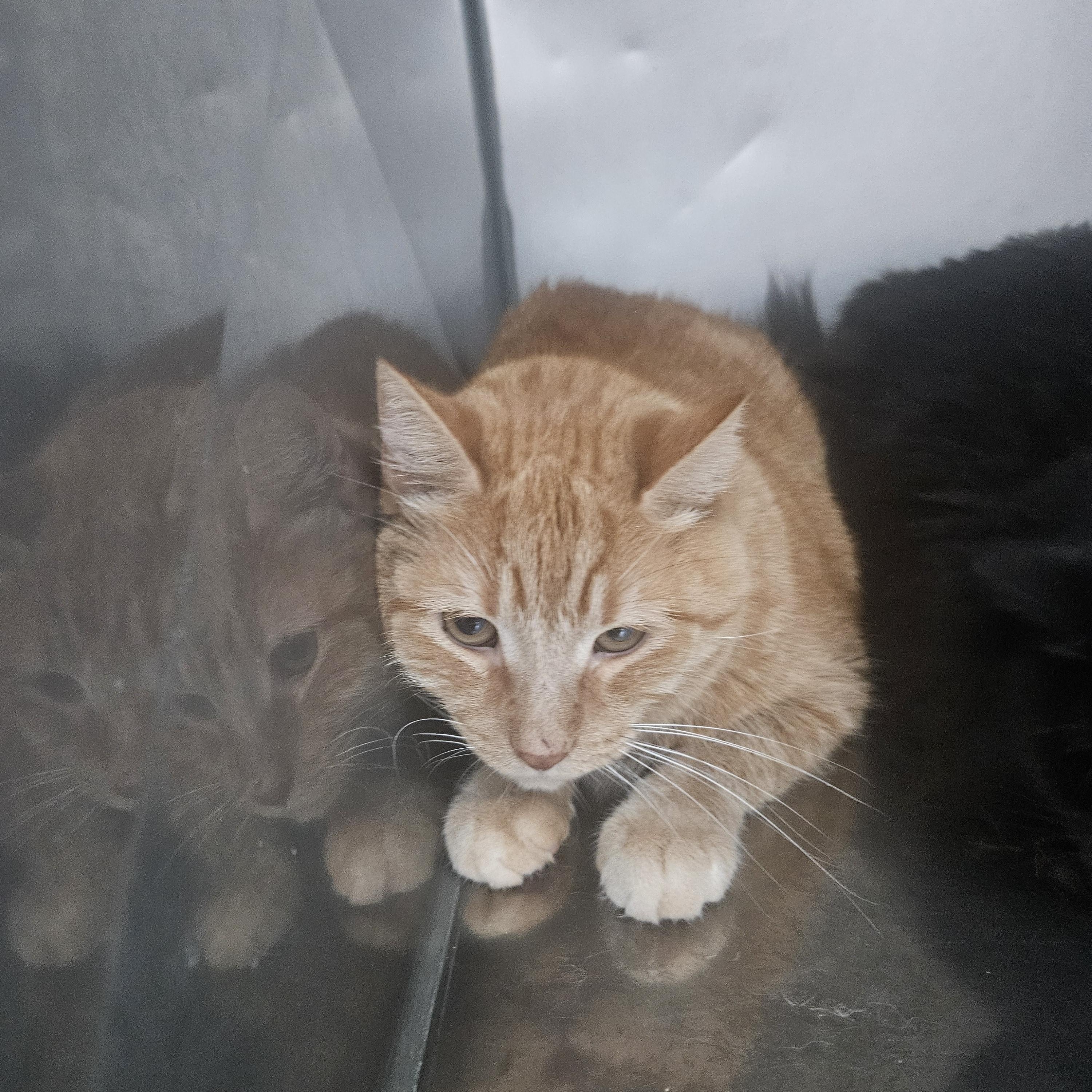 Horace, ADOPTABLE, Adult Male Domestic Short Hair.