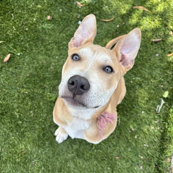 Cerulean, Adoptable, Puppy Male Pit Bull Terrier.