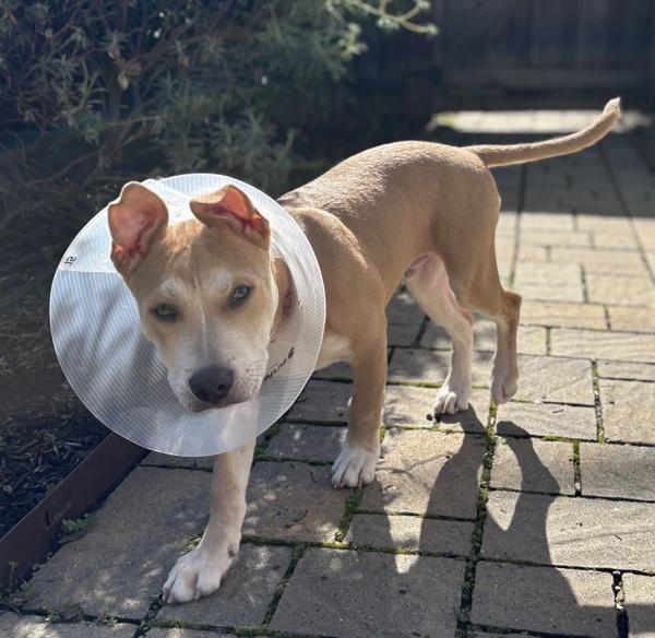 Cerulean — thumbnail 2